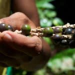 Photo by Kate Evans/CIFOR