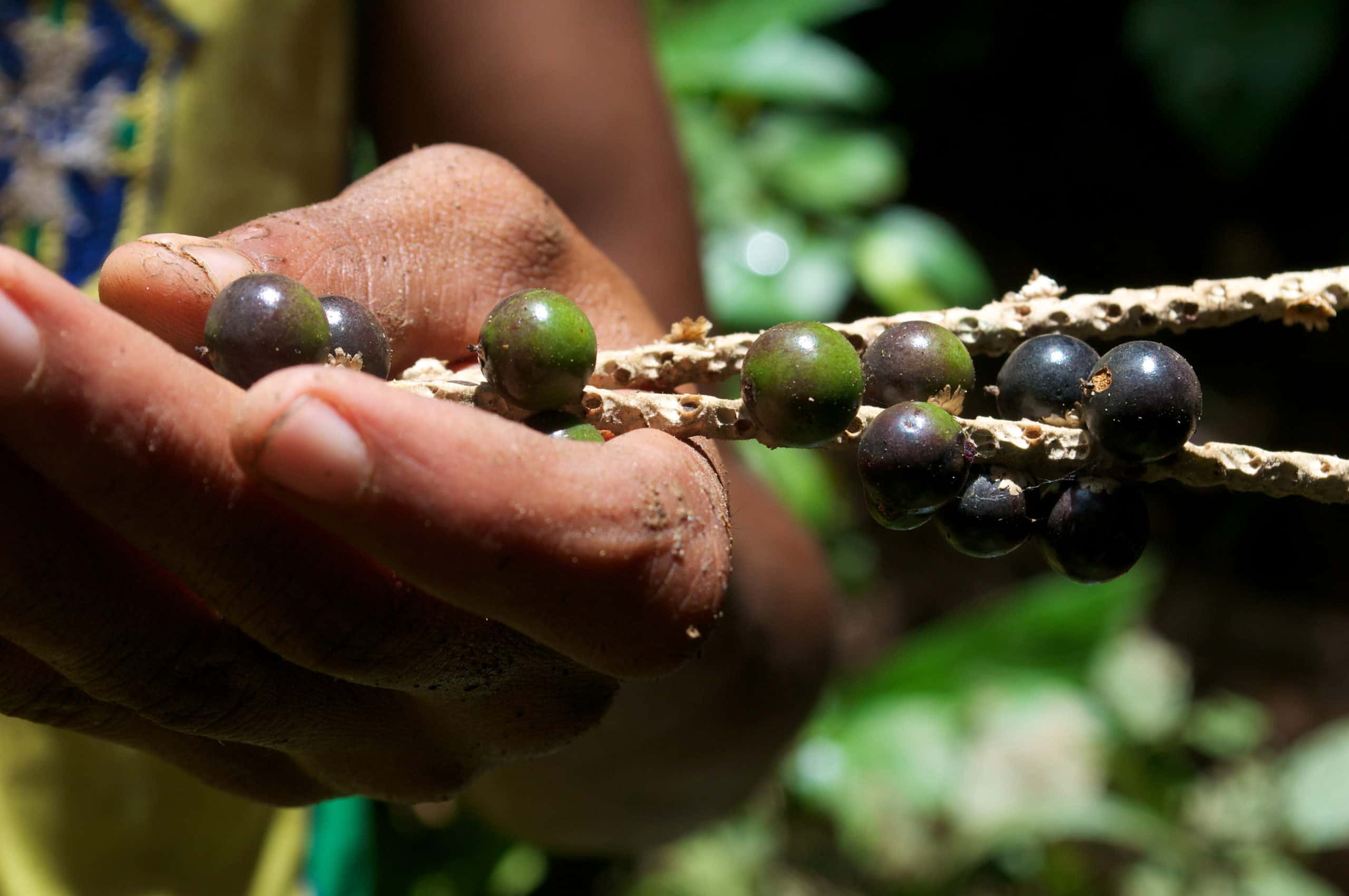 Conexsus Impact Fund. Photo by Kate Evans/CIFOR