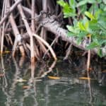 Mangrove trees