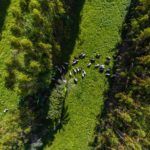Sustainable Agriculture Finance Facility